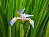 Emergence Irises