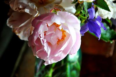 Capturing the Peonies Before the Kittehs Get Them