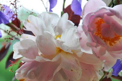 Capturing the Peonies Before the Kittehs Get Them