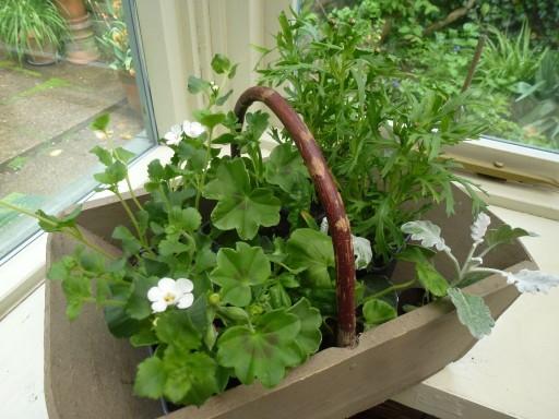 plant display in wooden trug