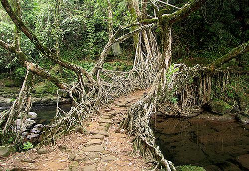 The Living Root Bridges Of India