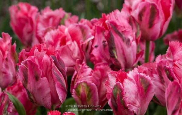 Fantasy & Texas Gold – Some Amazing Parrot Tulips - Paperblog