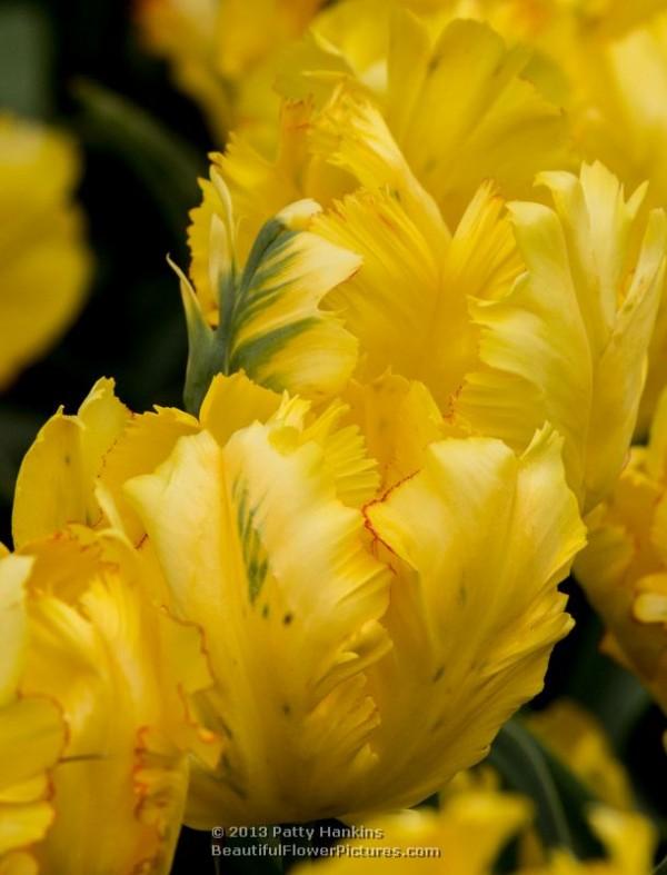 Texas Gold Parrot Tulip