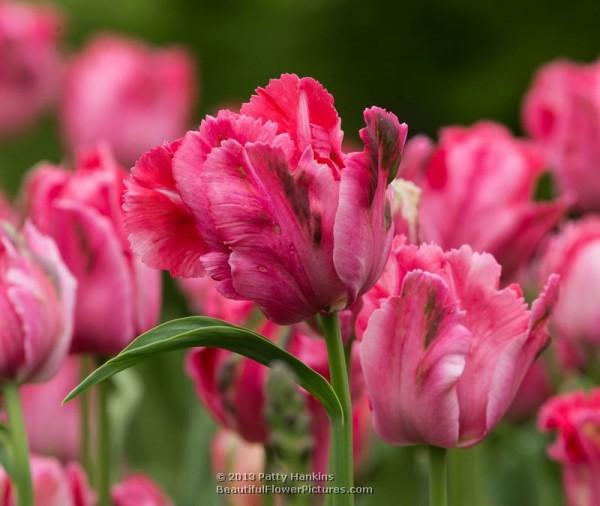 Fantasy - Parrot Tulips