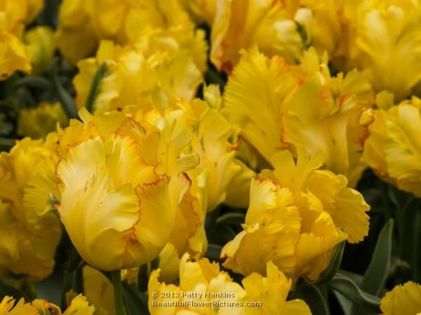 Texas Gold Parrot Tulip