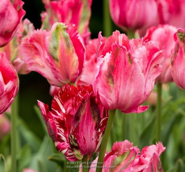 Fantasy - Parrot Tulips