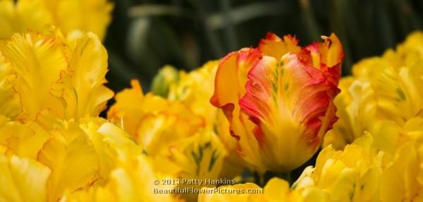 Texas Gold Parrot Tulip