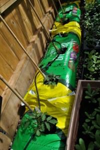 Grow bags with tomatoes and cucumbers