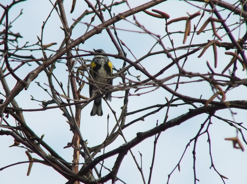 yellow rumped warbler - myrthle version - looks left through tree limbs -- oxtongue lake - ontario