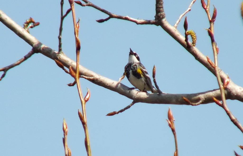 yellow rumped warbler - myrthle version - sings in tree - oxtongue lake - ontario