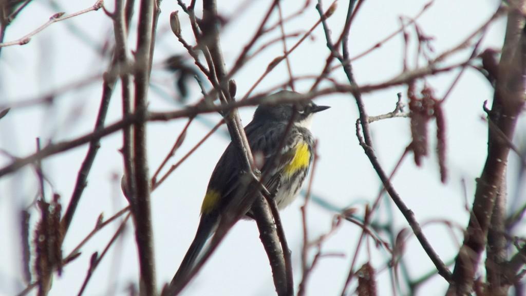 yellow rumped warbler - myrthle version - sits tree by oxtongue lake - ontario