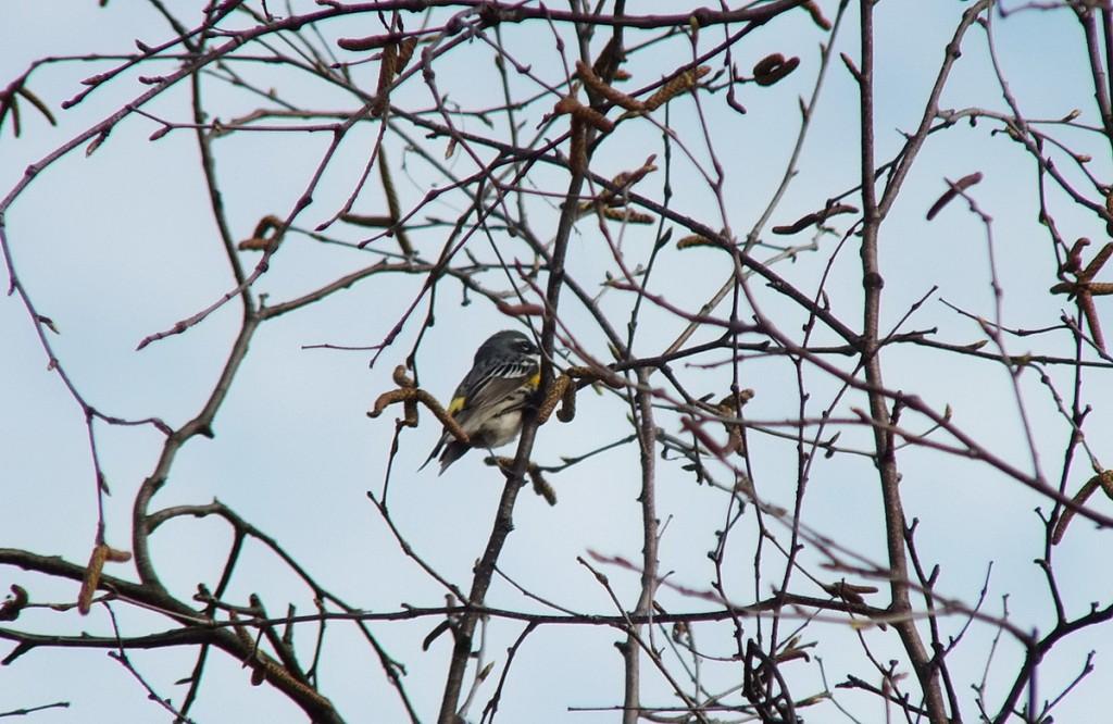 yellow rumped warbler - myrthle version - view of back - oxtongue lake - ontario