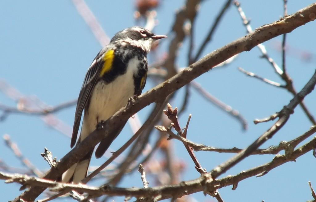 yellow rumped warbler - myrthle version - looks forward  in tree - oxtongue lake - ontario