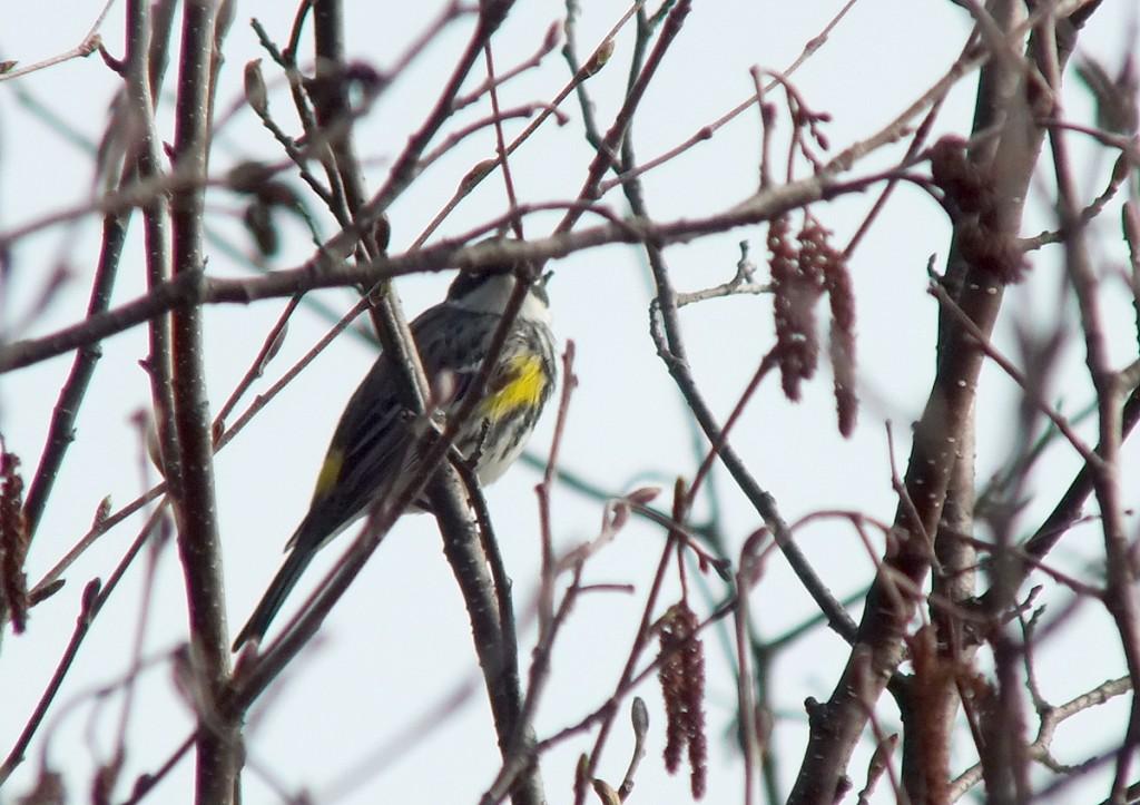 yellow rumped warbler - myrthle version - looks at me through tree limbs- oxtongue lake - ontario