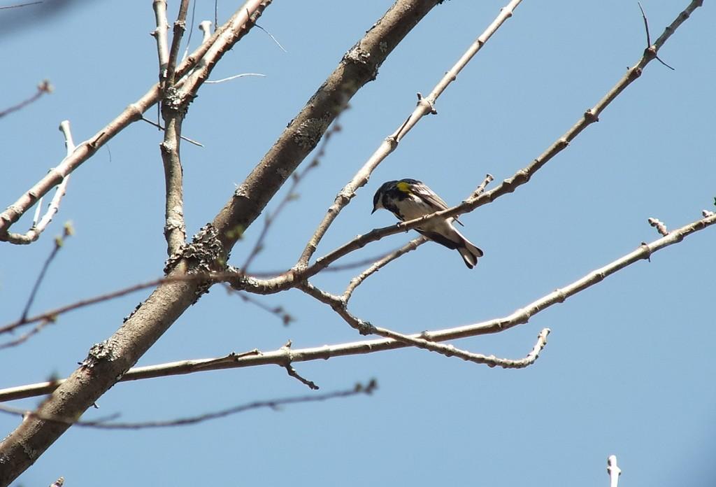 yellow rumped warbler - myrthle version - in tree - oxtongue lake - ontario