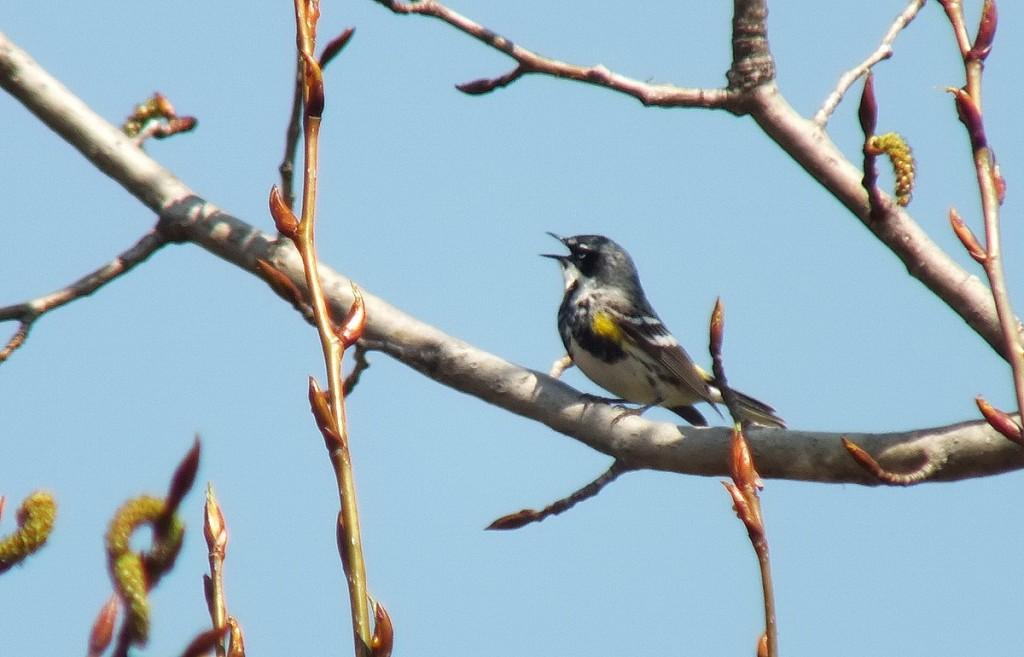 yellow rumped warbler - myrthle version - sings up in tree - oxtongue lake - ontario