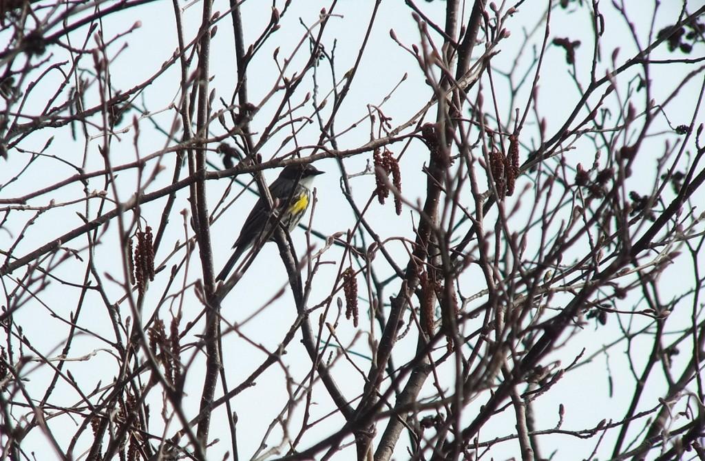 yellow rumped warbler - myrthle version - looks towards water in tree - oxtongue lake - ontario