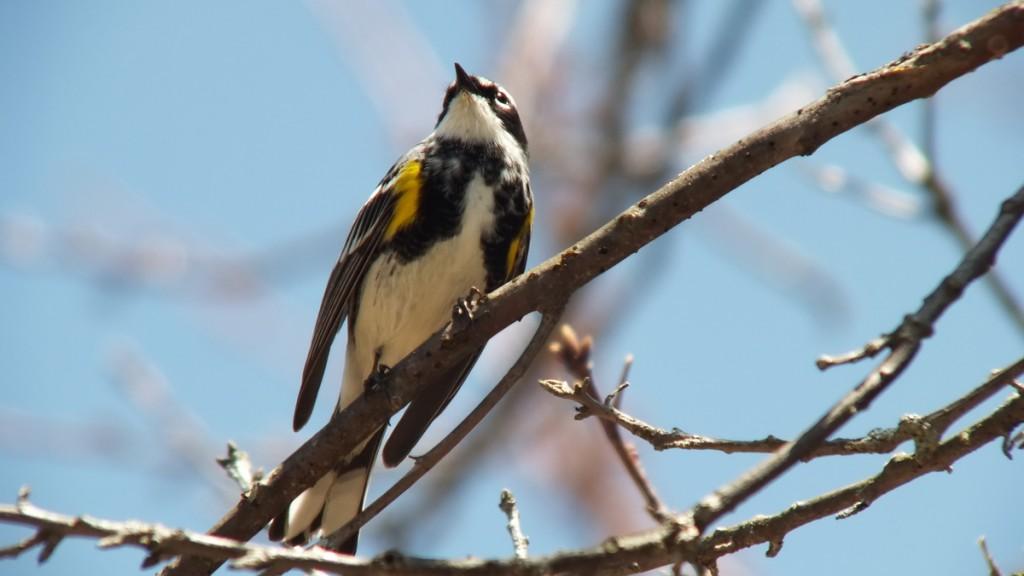 yellow rumped warbler - myrthle version - looks upwards  in tree - oxtongue lake - ontario