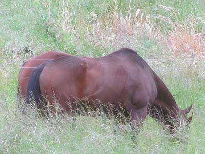 Mag-Doll and Boomer - From the Titus Ranch to Home-Sweet-Home