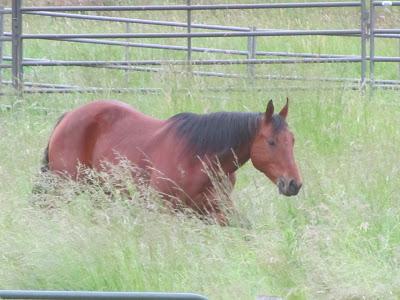 Mag-Doll and Boomer - From the Titus Ranch to Home-Sweet-Home