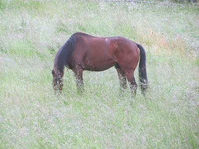 Mag-Doll and Boomer - From the Titus Ranch to Home-Sweet-Home