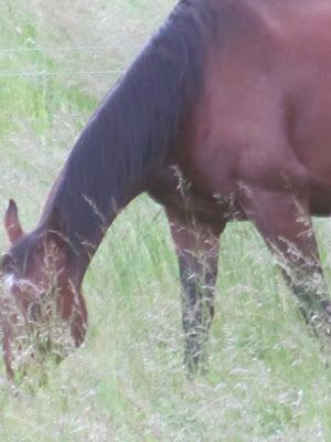 Mag-Doll and Boomer - From the Titus Ranch to Home-Sweet-Home