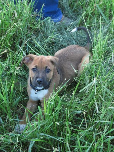 We're officially homeowners - and some adorable pics of our new puppy!