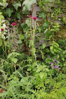 Chelsea Flower Show 2013 - show gardens episode 2