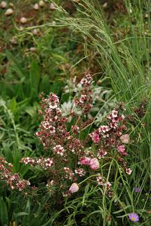 Chelsea Flower Show 2013 - show gardens episode 2