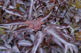 Sambucus nigra 'Black Beauty' Leaf (18/05/2013, Kew Gardens, London)