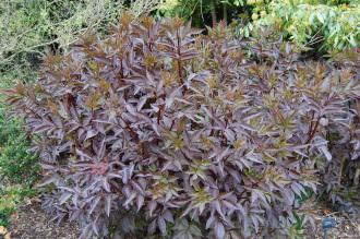 Sambucus nigra 'Black Beauty' (18/05/2013, Kew Gardens, London)