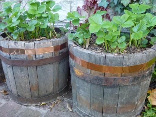 copper tape around a tub to prevent slugs and snails