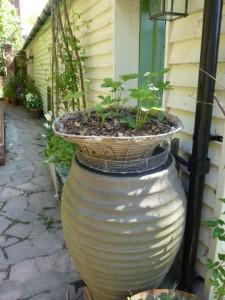 vintage hanging basket accommodates strawberry plants