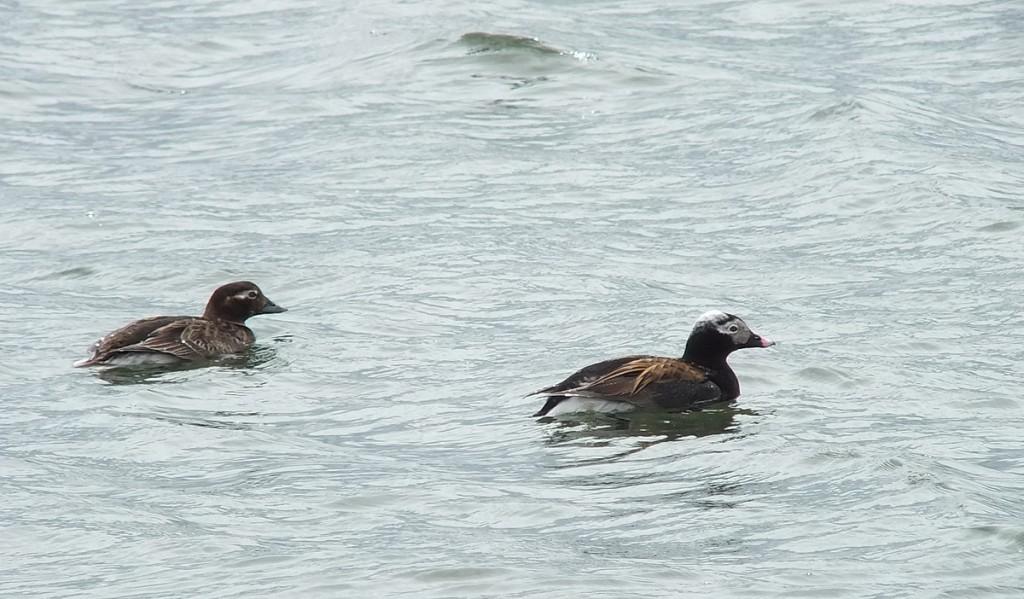 long-tailed duck - male and female at  tommy thompson park - toronto - ontario
