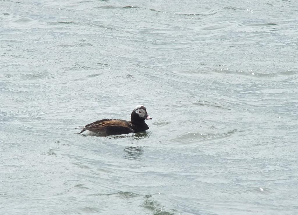 long-tailed duck - male  at  tommy thompson park - toronto - ontario