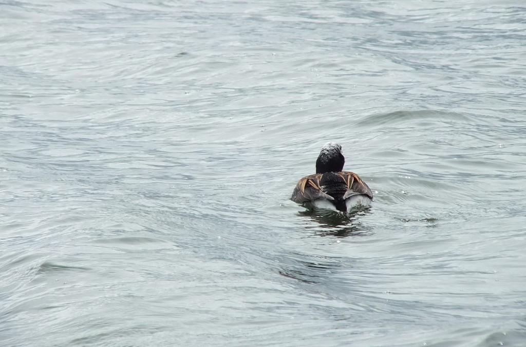 long-tailed duck - view of male back - tommy thompson park - toronto - ontario