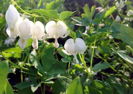 WORDLESS WEDNESDAY - bleeding heart