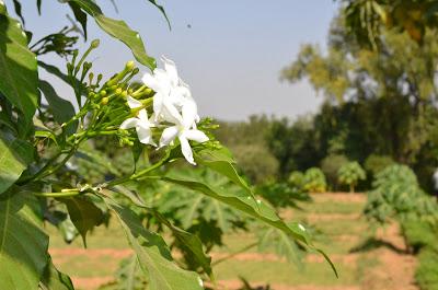 Laksh Farms (in photographs)