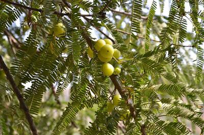 Laksh Farms (in photographs)