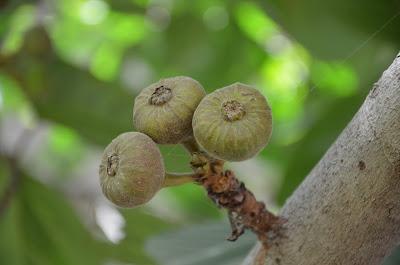 Laksh Farms (in photographs)