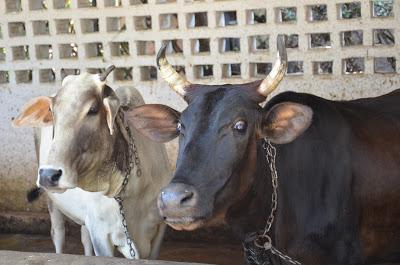 Laksh Farms (in photographs)