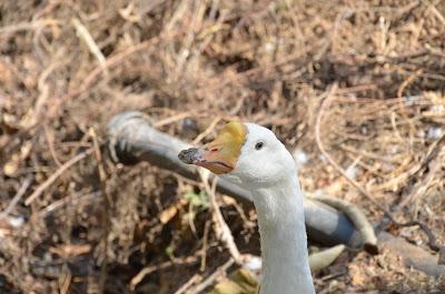 Laksh Farms (in photographs)