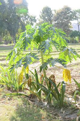 Laksh Farms (in photographs)