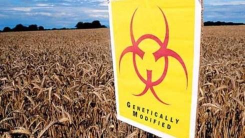 Safe-levels-of-Monsanto-herbicide-and-GM-crop-linked-to-cancer_strict_xxl