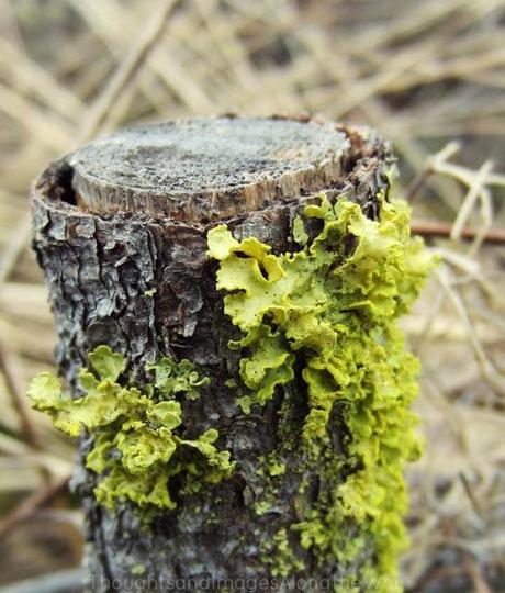 Looking for morel-mushrooms with mum {Wordless Wednesday}