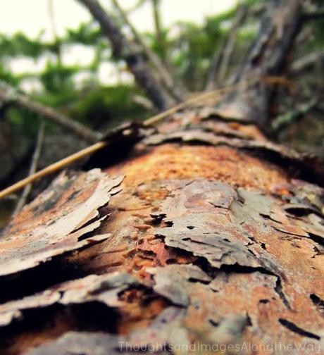 Looking for morel-mushrooms with mum {Wordless Wednesday}