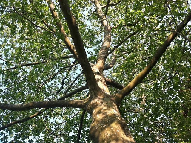 Under-the-Sycamore-Tree-in-Farmingdale