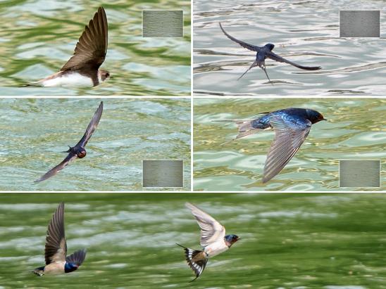 swallows-aargau-switzerland-artborghi-small3