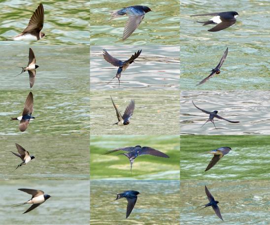 swallows-aargau-switzerland