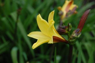 Hemerocallis fulva Flower (18/05/2013, Kew Gardens, London)